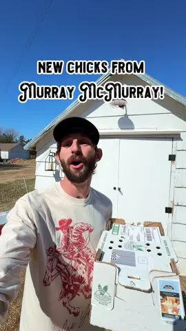 New chicks from @Murray McMurray Hatchery just arrived! 🐥 One of the most common questions I get is how chicks are able to be shipped in the mail. The answer is actually quite simple. It all boils down to a chick anatomy. Right before a chick hatches, it swallows whatever’s left of the yolk. This yoke reserve is like a food insurance policy giving them enough energy to survive almost 3 days before finding food and water!  #chick #chicks #baby #animal #animals #pet #pets #hen #hens #layinghens #poultry #chicken #chickens #farmanimals #backyardpoultry #homestead #homestesding #fact #facts #funfact #funfacts #tip #tips #helpful #education #educational #ag #shipping #usps  #shilohfarm  