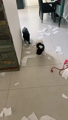 dicen q el papel explotó solo jajaja #parati #fyp #perros #frenchies 