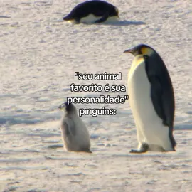 tropeçar a cada 3 passos 👍🏽 #fypシ #pinguim 