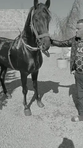 #สปีดสโลว์ #สโลว์สมูท #CapCut #ابوني_ياك_باطل_ولا_حنا_مانستاهلوش #خيل_وخياله🐎 #وعادي_بلادي #الشعب_الصيني_ماله_حل😂😂 