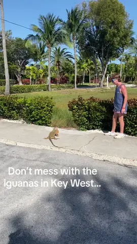 The whip is strong with this one… #iguana #keywest #tailwhip #noanimalwasharmedinthisvideo @Jackson 
