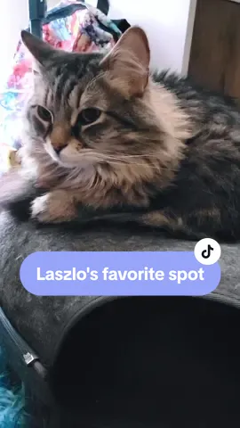 😆 he's a little too big but he loves this spot so he makes it work 😸❤️    #mainecoonsoftiktok #cat #cutecat #ttsacl #catbed #cozy #catnest 
