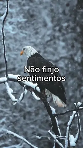 Boa noite..Não finjo sentimentos por ninguém. #motivacao #reflexion #sabedoria #titokmotivacional #aguia 