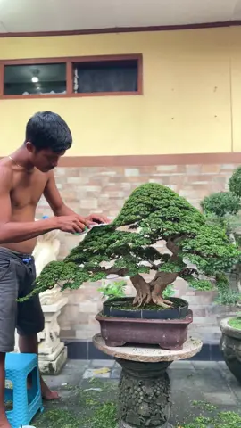 Bonsai = A V A T A R 🔥💨🌊☄️ || Koleksi Bli Eka Mahendra #bonsai #bonsaibali #bonsaiindonesia 