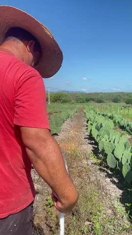 Não tem receita pronta para adubação da palma. #palmaforrageira #vaquejada #vacadeleite🐄🐄 ##semiaridonordestino #chuvasnosertão #senar #palmaorelhadeelefante #semiarido 
