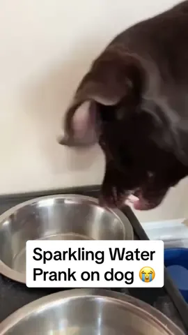 Dogs trying sparkling water 😭 Part 2 #funnycompilation #dogseating #funnydogreaction #dogreaction #funnydogcompilation #dogcompilation #funnyreactions #dogsofttiktok #sparklingwater