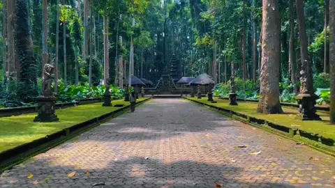 Sangeh Monkey Forest #fyp #fypシ゚viral #fypシ 