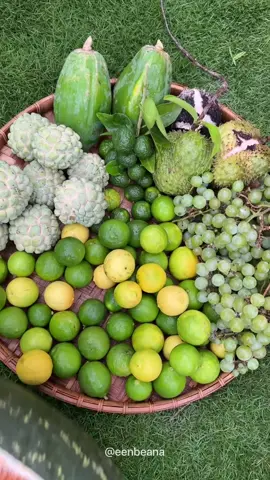 Petik buah segar untuk dibikin es jelly ball🍡 #panen #buah #buahbuahan #anggur #kelengkeng #jeruk #kelapa #jellyball #berkebun #olahhasilpanen #kawalsampepanen #TIBAdiRamadhan #pupuktanimi #fakesituation ‼️FAKE BODY‼️ ‼️FAKE SITUATION