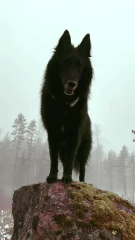 Belgian Sheepdog #belgiansheepdog #foryou #dogsoftiktokviral