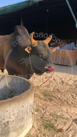 #โหนดยอดขุนพล  (ลูกหมู) 14ไฟต์ไร้พ่าย #ค่ายโคนายหัวสาคร❤️🤟