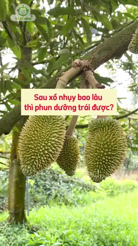Sau xổ nhụy bao lâu thì phun dưỡng trái được? #WomenInSports #Durian #Donghanhcungbacon #Kythuatsaurieng #Cayantrai #nongnghiep 