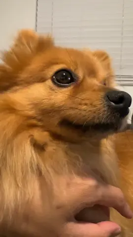 Chance laying on my chest. Heavy boy! Watching my fiancé checking out our new tri-pod while his ears are detecting sounds somewhere else lol. Chance has gotten better with his over protective issues.  #fyp #fypシ #foryoupage #purebred #pom #pomeranian #lookin #like #a #fox #smart #stubborn #funny #boy #so #much #character #has #issues #but #i #still #Love #him 