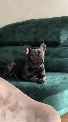 Директор🤓 #элвиспупсик #французскийбульдог #французькийбульдог #моясобака #животные #смешныевидео #рек #реки #рекомендации #frenchbulldog 