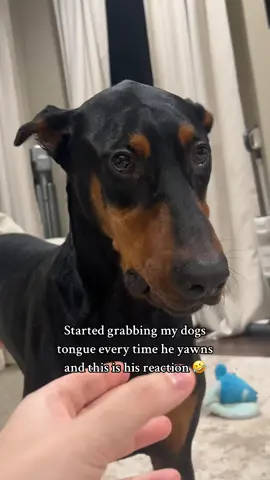 👁️ 👅 👁️ #funny #funnydog #funnypets #PetsOfTikTok 