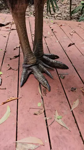dinosaur feet #latrice #cassowary #kuranda #cairns #australia #queensland #rainforest 