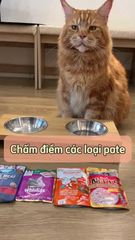 Có bà nào hóng tổng tài thì ăn gì không 😽. Bật mí là Cam chuộng nhất là Pate Snappy Tom túi 85g vị cừu nha  #camicethecat #geishacat  #geishacatnetwork #snappytom #snappytom85g #reviewpatemeo #patemeo 