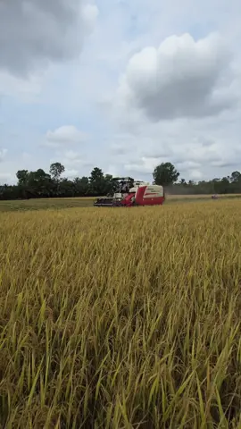 LOVOL RG120. 120HP #thangio120 #aiohondat #xuhuong #nongnghiepvietnam #tritonangiang #hondatkiengiang #tranvanthoicamau #maygatdaplienhop #lovol #thangio #nongnghiep #lovolrg108plus #lovolrg120plus 