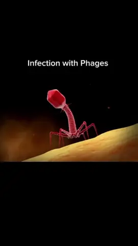 Infection with phages #virus #bacteria #infection #phage #biology #biologia #study #student 