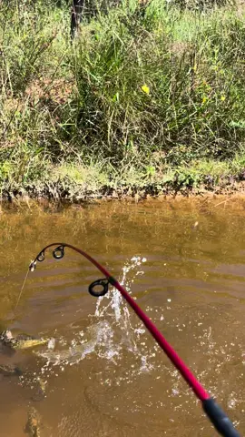 😃🎣🐟divertido com as traíras🎣#pesca #traíra #criadouro #peixe #pescador #amigos #viralvideo #vibes #vi #pescaria #video #viral #agro 