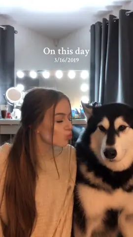 Legend has it , im still waiting for my kiss😅😭#onthisday #throwback #alaskanmalamute #dogsoftiktok #comedy #dogtok 