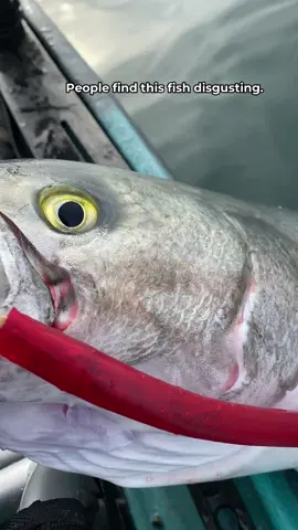 Trying Crazy Bluefish Recipes from the comments #fishing #fishtok #fisherman 