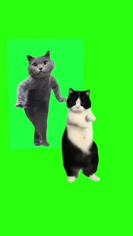 猫ミームダンス #猫ミーム #猫ダンス #猫ミーム日常 #猫ミーム素材 #猫のいる暮らし #おすすめ #catmeme 