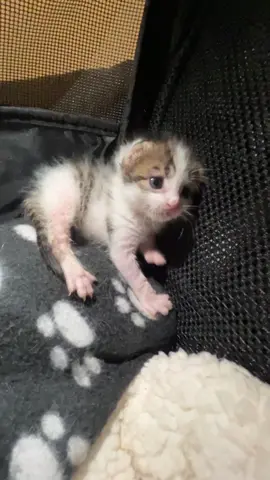 Just a video to make your day❤️ Our kitty, 3 weeks old, Help me name her❤️❤️ #adoptdontshop #pov #fyp #kittensoftiktok #kitten #catvideo 