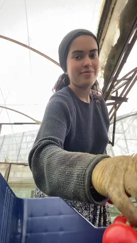 🍅#domatestoplama #engeldimesafeleraskyoluna #değermisebebsizkenayrılığa #benseninlebaşkoydum#dımates🍅 #çifçikızı #sandık #seracıyız #çalışmayadevam #toplamayadevam😎😎😎 