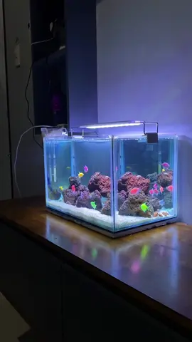 Desain simpel akuarium Ikan glofish,  #ikanglowfish #aquariummini #