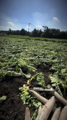 Chúng ta chỉ được sông 1 lần trong đời vậy nên….💪💪💪#xhtiktok 