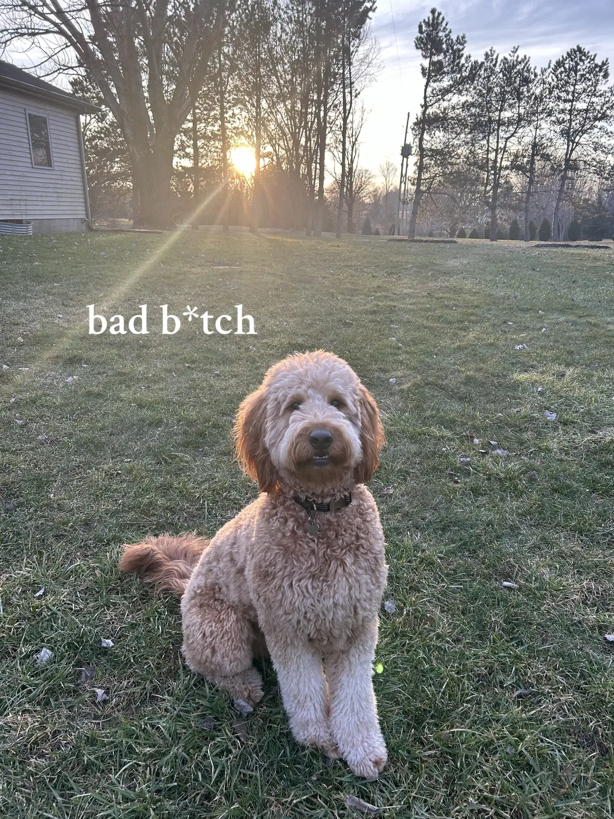 #dog #goldendoodle #bernedoodle #puppy #dogtok #doodletok #trend 