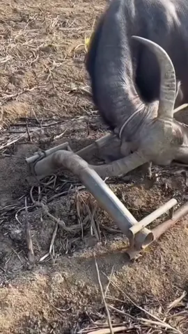 Trâu tự đeo cày , người tự đeo tạp dề 🥸#viral #xuhuong #nhatban #tuban 