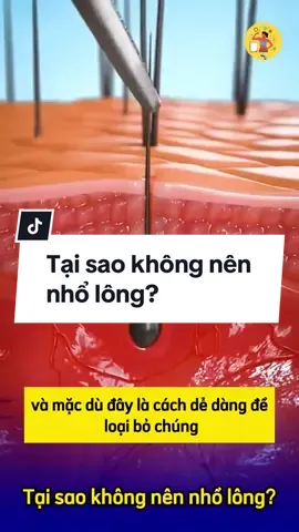 Tại sao không nên nhổ lông bằng nhíp? #leanhd #learnontikok 