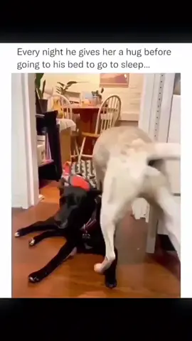 Funny and cute dogs compilation 🤣... #funnydog #funnypet #cutedog #dogoftiktok #doglover #dogs 