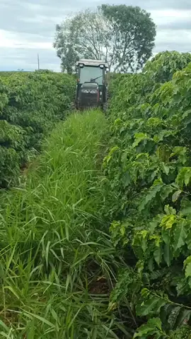 A melhor roçadeira Ecológica da atualidade #hm_agro #femagri2024 #agriculture #agricultor #trator #roçadeira #café #redonda #lancamento 
