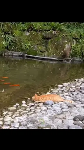 Raimundo ama peixe 🐠😸😹#centralmemebrasil 