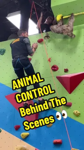 that sloth is a trained professional (and so is #joelmchale i guess) 😂 see the final take of this scene in the latest episode of #animalcontrolfox, streaming now on @hulu! #behindthescenes #stunt #climbing #sloth 