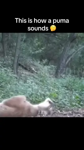 Did not expect that 😂 #fyp #fypシ #animals #puma #viral #trending #lol #wildlife #facts #crazy #memes #uk #tiktok 