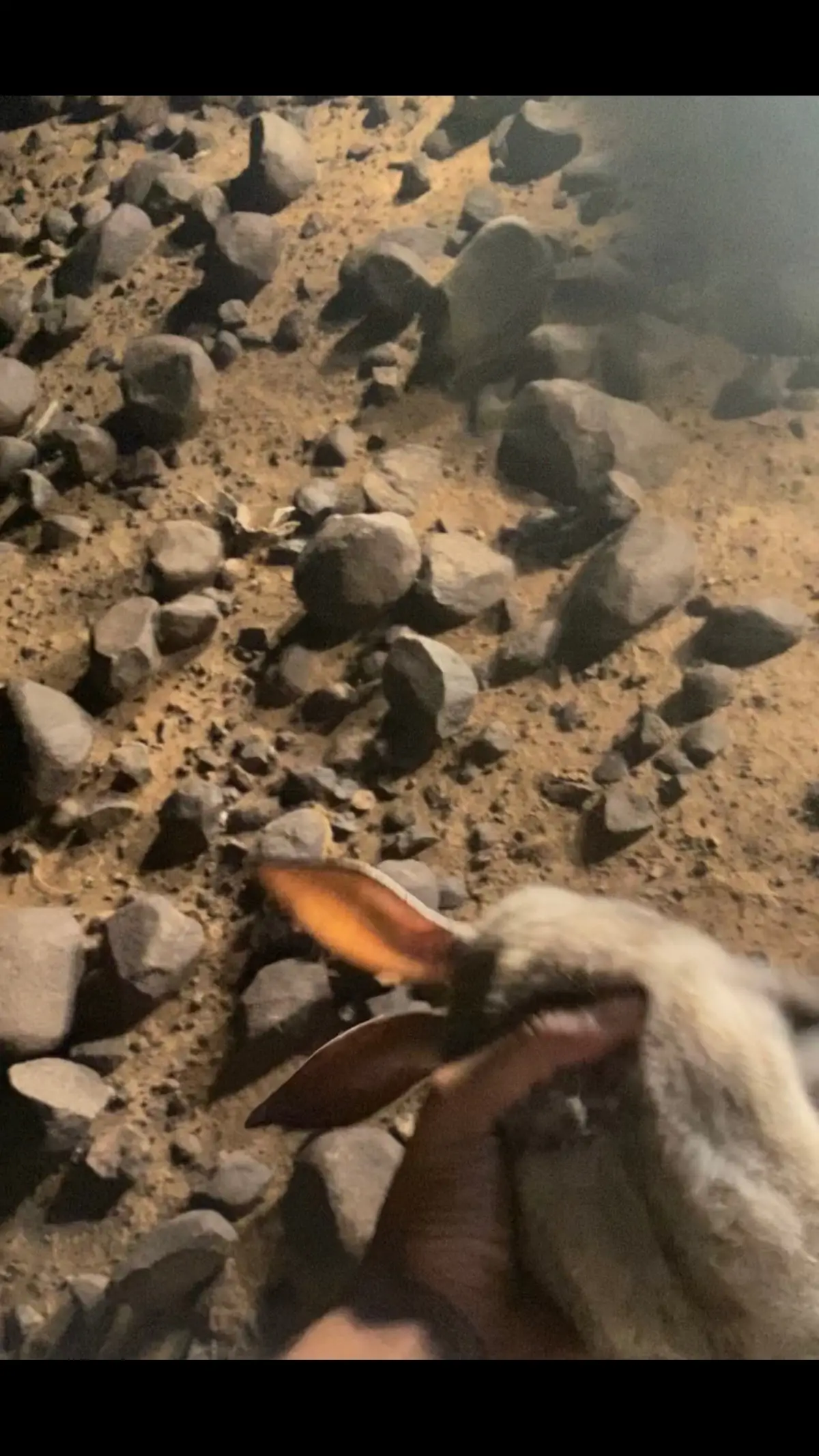 #ارنب #صيد #الحره #السلمي #اكسبلورexplore 