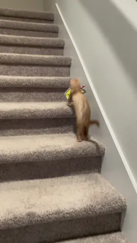 Never a dull moment with these two 🦦🦦😂  #ferrettok #huronestiktok #ferret #cuteanimals #huron #babyanimals #iphone15 