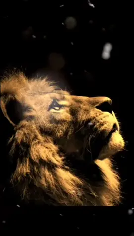 #rock #frases #frasesmotivadoras #rolitasparadedicar #rolitaschidas #motivacional #rockclassic  Sin miedo al éxito..💪😎✌️