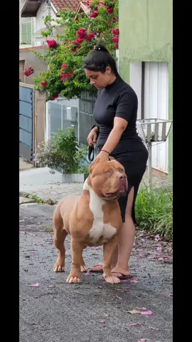 #fypシ゚viral #fy #foryourpage #explorepages #pit #pitmonster #pitbulllove #Love #pageforyou_🔥 #desacato #pitbulllove #petstory #cachorrosdotiktok #viralvideo 