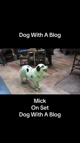 #dogwithablog 