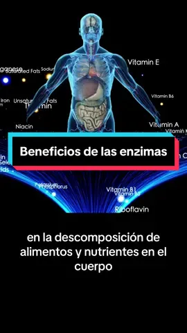 Son muchos los beneficios de las enzimas digestivas. #salud #mujeres #parati #fyp #foryou #suplementos #viral #welness #vitaminas #enzimas #dieta #si #hombres #real #LearnOnTikTok 