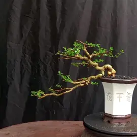 Repoting Sancang Semi Cascade #bonsaisancang #sancangsemicascade 