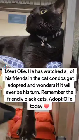 Olie has watched all his friends get adopted despite his calm, friendly nature. Adopt Olie today from @spcawestchester and please repost if you can. Maybe you'll be the one to find Olie his forever home 🖤 #cats #fyp #catsoftiktok #adoptdontshop #blackcatsoftiktok #fypシ 
