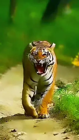 The tiger is considered the strongest feline animal in nature. The color of its skin and the painted letters make it also the most beautiful animal in nature. It has a short, thick neck, broad shoulders, large limbs and long claws. This animal has long canine teeth, with the Bengal tiger having the largest feline canine teeth on the planet. . Tigers have great hunting skills, and can kill prey with just the strength of their legs. They can eat up to 10 kg of meat at once! When hunting, tigers can imitate the sounds of other animals in order to attract them. Their favorite prey are deer, wild boar and antelope. It is without a doubt the fantastic and wonderful Mayan animal in nature. #amazing #amazingvideo #world #beautiful #wonderful #Wonderful #awesome #animals #animais #tiger #tigre #lion #jaguar #onça #naturelovers #nature #natureza #Love 