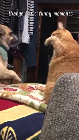 Part78丨2024 😂Hold Back the Laughs Challenge: Funny Cat Moments 🐱#funnycats #funnyanimals #petvideos #munchkin #challenge #fyp