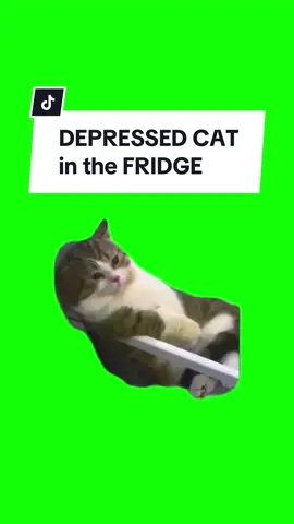 #CapCut DEPRESSED CAT in FRIDGE.  #greenscreen #greenscreenvideo #greenscreenoverlays #fyp #fypシ #fypage #fypppppppppppppppppppppppppppppppppppppppppppppppppppppppppppppppppppppp #fyppage #fypシ❤️💞❤️ #meme #memes #memestagram #freefirememe #memepage #viral #viralvideos #viralreels #viralvideo #viralpost #meme2024 #trend #trendy #trending #trendingreels #trendtiktok #trendingtiktok #trendy 