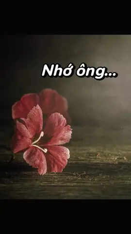 Người mà cô yêu thương nhất. Tặng các bạn bài thơ nhỏ cô sáng tác về ông ngoại...  Một ngày con chợt nhớ  Thấy nụ cười của ông  Ở nơi ấy mênh mông  Liệu ông buồn không nhỉ... Ngày nào gian nhà nhỏ  Có bóng ông vào ra  Cây đào chưa nở hoa  Cũng chẳng ai tuốt lá.  Chuồng chim câu im ắng  Gian bếp vắng lạnh tanh  Đàn ong bay thật nhanh Chắc còn chờ ông đó.  Ông ơi trời nổi gió Giữa cánh đồng bao la  Con đường ông đi qua  Giờ đã nhiều đổi khác. Ông còn nhớ những đêm Nằm nghe đài kể chuyện Ông có nhớ đàn gà  Suốt ngày ông la mắng Ông còn nhớ đàn cún  Nhớ ao cá xanh trong  Nhớ vườn cây ươm nắng  Nhớ cơm trắng muối vừng...  Ông ơi ông có thấy  Con đã lớn thế này  Có điều ông vội quá  Chẳng đợi con lớn thêm... #chinhphucmonvancungcomaiphuong #nguvan #thptqg2024 #fyp 